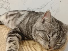 -楼上猫咖(罗湖店)