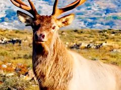 -新疆天山野生动物园