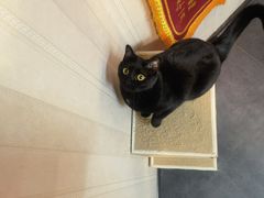 -宠爱国际动物医院·消化内科·心肾内科·ISFM猫友好(望京店)