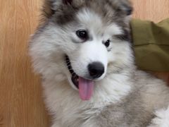 -菲丽丝宠物医院·24小时·猫科中心·免疫点(淮海分院)