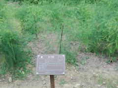 -广西壮族自治区药用植物园