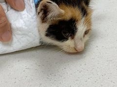 -宠颐生汉谟拉比宠物医院