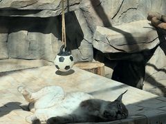 -青藏高原野生动物园