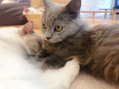 -momokira米努特·德文卷毛猫·棉花面纱犬