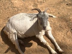 -石家庄市动物园