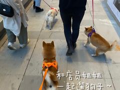 -南京Hallo宠物乐园·哈罗犬舍·柴犬繁育基地
