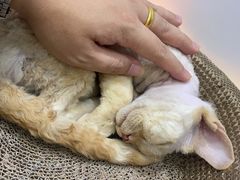 -COLOR PETS 撸猫馆·购猫·猫咖(长风大悦城店)