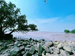 -宝安西湾红树林湿地公园