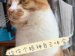 -屋虎猫馆(宝安大仟里店)