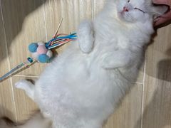 -momokira米努特·德文卷毛猫·棉花面纱犬