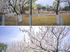 -国际非物质文化遗产博览园