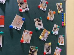 -藏猫猫咖啡主题馆(中央大道店)