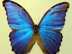 -上海昆虫博物馆