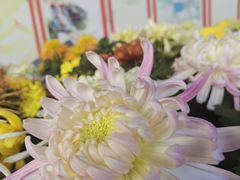 -华强阁菊花宴自助火锅店