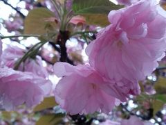 iphone_upload_pic-西安青龙寺遗址景区