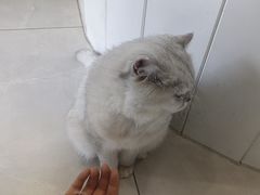 -关爱宠物医院·猫科中心·消化科(滨湖万达分院)