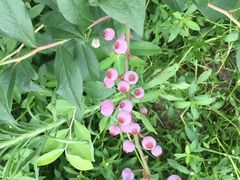 -花山蓝莓采摘园