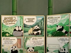 -都江堰中华大熊猫苑