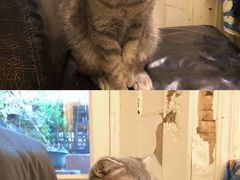-猫色咖啡·猫咖