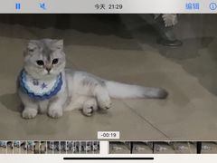 -momokira米努特·德文卷毛猫·棉花面纱犬