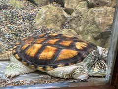 -帕帕拉兹宠物(亚洲旗舰店)