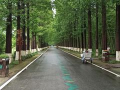 -黄海国家森林公园