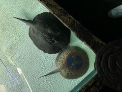 -上海海洋水族馆