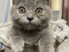 -佳雯宠物医院·皮肤科·内外科(春晓路分院)