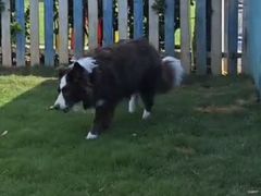 -趣玩宠物乐园寄养训犬训狗游泳池