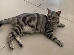 -平行世界·猫咖(首经贸店)