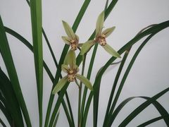 -池田寿司·4H鲜作(朝阳大悦城店)