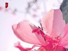 -金海湾滨江公园