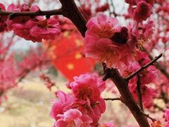 -秀丽东方