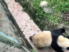 -都江堰中华大熊猫苑