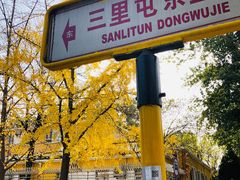 -三里屯东五街银杏大道