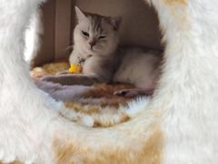 -藏猫猫咖啡主题馆(中央大道店)