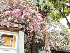 -深圳国际园林花卉博览园