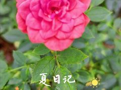 -后襄河公园