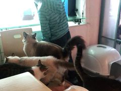 -喵屿·大理花园猫咖