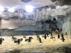 -帝企鹅自助餐厅•儿童岛•真企鹅(长隆企鹅酒店)