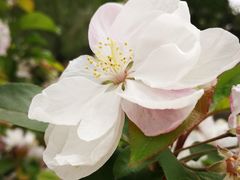 -海棠花溪(元大都城垣遗址公园)