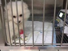 -暖阳宠物医院·犬猫康复中心·骨科