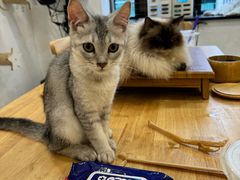 -楼上猫咖(罗湖店)