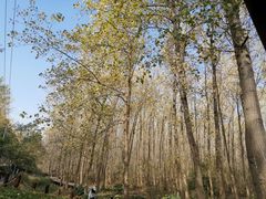 -合肥滨湖国家森林公园