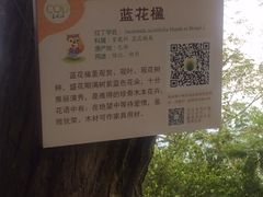 -南宁良凤江国家森林公园