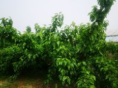 -鱼子山桑葚生态采摘园