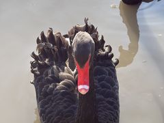 -鹅湖玫瑰文化园