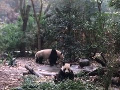 景点-成都大熊猫繁育研究基地