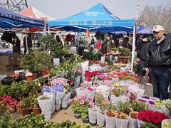 -中环花鸟鱼虫市场