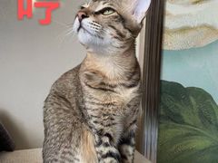 -爱诺耐芙动物医院(万博店)